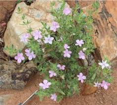 Image result for Barleria sp. D (near holubii)
