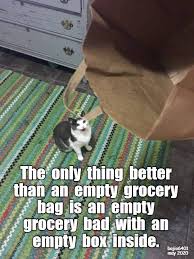 Either Way It S A Win In 2020 Funny Cat Memes Silly Cats Cat Memes