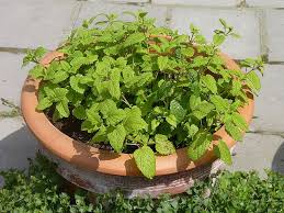 La Melisse Officinale Et Ses Nombreuses Vertus Melisse Officinale Melisse Plante Melisse Citronnelle