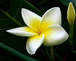 Frangipani #frangipani #plumeria #tempelbaum #tropical #tropisch #paradise #bloom #blossom #blüte… • see all of @love_natureandtravel's photos and videos on their profile. Plumeria Frangipani Tempelbaum Foto Bild Pflanzen Pilze Flechten Baume Blatt Blute Bilder Auf Fotocommunity