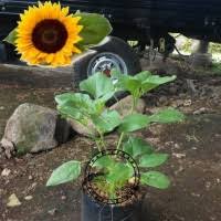 Bunga matahari awalnya berasal dari amerika serikat dan tumbuh sekitar 1.000 sm. Jual Pohon Bunga Matahari Murah Harga Terbaru 2021