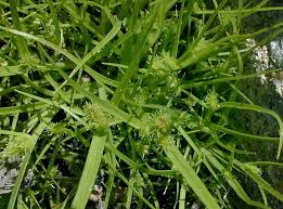 Image result for Cyperus squarrosus