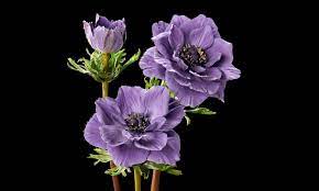 Check out our sugar flowers selection for the very best in unique or custom, handmade pieces from our cake toppers shops. Sugar Flower Studio
