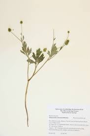 Image result for Ranunculaceae