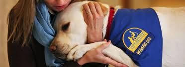 Best Dog Breeds Archives Amazing Service Dogs