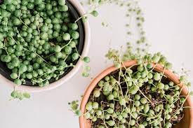 A succulent's top dressing completely covers the soil to a depth of about a 1/3 inch, and is left in place. String Of Pearls Plant Care Growing Guide
