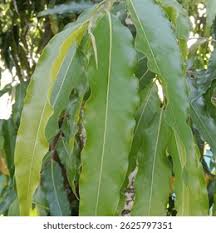 Image result for Monoon longifolium