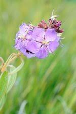 Image result for Dissotis multiflora