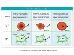 We did not find results for: Osmosis Ppt Video Online Download