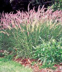 Maybe you would like to learn more about one of these? Pennisetum Karley Rose Ziergraser Bei Baldur Garten