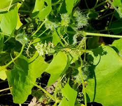 Image result for Sicyos