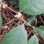Image result for Chaetocarpus