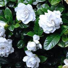 Gardenia Florida Garden Shrubs Florida Flowers Gardenia Plant
