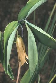 Image result for Clutia sessilifolia