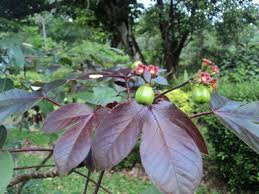 Image result for Jatropha gossypiifolia
