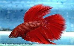Share betta fish care secrets the betta fish, most commonly known as the siamese fighting fish, is. My Betta Fish Your One Stop Betta Shop