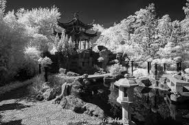 Bonsaiausstellung Im Chinesischen Garten Stuttgart 2017 Bonsai