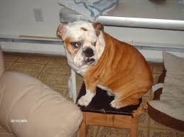 Best quality wrinkle english bulldog puppies for sale from most reputable english bulldog puppies breeder in the world shrinkabulls for 21 years. English Bulldog For Sale Minnesota Page 2