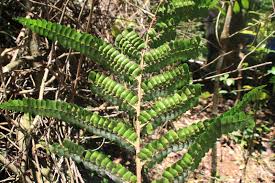 Image result for Didymochlaena truncatula