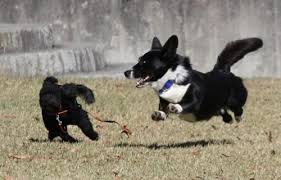 Adorable Black And White Corgi Puppy Borgi Corgi Border Collie Corgi Dogs Pembroke Welsh Corgi