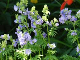 Check spelling or type a new query. Partial Sun Perennials For High Mountain Valleys Powerful Perennials