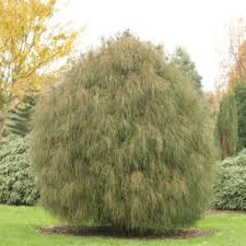 Check spelling or type a new query. Niet Geurend Pagina 99 De Bloeimeesters