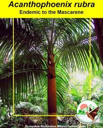 Image result for Acanthophoenix rubra