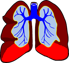 Subclavian artery vertebral artery carotid artery circle of willis brain anatomy and function arteries anatomy nuclear medicine arteries and veins human body systems. The Heart For Kids Cool Kid Facts