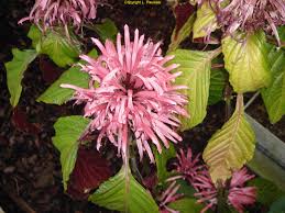 Image result for Abutilon englerianum