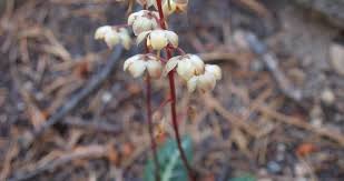 Image result for Alectra picta