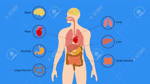 Your liver is your largest internal organ. Diagram Of Liver In Human Body Pin On Chinmaya Kumar Hemochromatosis Causes Gene Symptoms Diet Treatment