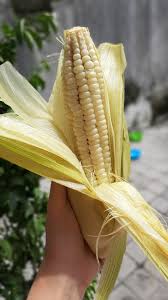 Maybe you would like to learn more about one of these? Pertama Kali Coba Jajanan Khas Bali Jagung Ketan Rebus Yang Pulen Dan Kenyal Kumparan Com