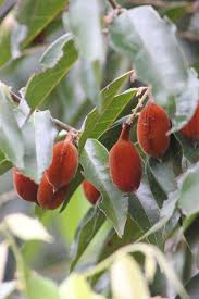 Image result for Ellipanthus