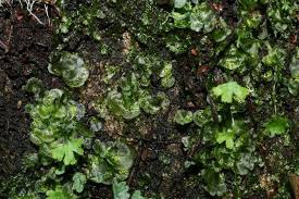 Image result for Samanea leptophylla