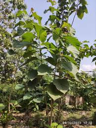 Image result for Tectona