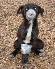 110 CRAIGSLIST ANIMALS NEED SAVING TOO! Ideas | Animals, Animal Abuse, Pets