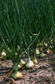 Image result for Amaryllidaceae