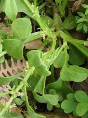 Image result for Rumex lanceolatus