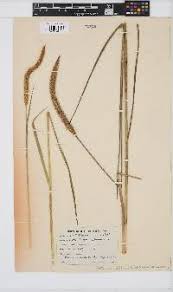 Image result for Setaria pseudaristata