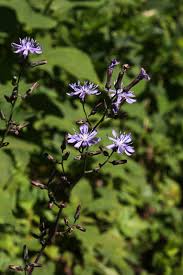 Image result for Lactuca ugandensis