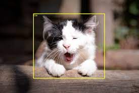 Playing With Object Detection Detection Object Data Science