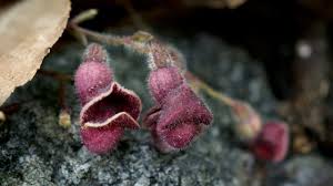 Image result for Aristolochia triactina