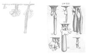 How should i take them? Kr20120113211a Intermittent And Pulse Lithium Treatments For Modulating Hair Growth Google Patents