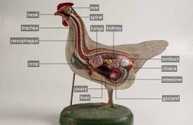 Maybe you would like to learn more about one of these? Chicken Anatomy Everything You Need To Know