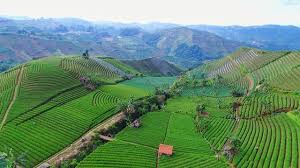 Argowisata Terasering Panyaweuyan Hasil Perkebunan Dan Keindahannya Steemit