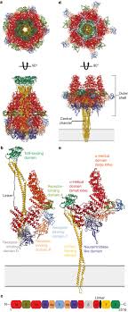 The granite state new hampshire: Mechanism Of Tc Toxin Action Revealed In Molecular Detail Nature
