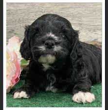 Daily activity and exercise for your cavoodle. Cavapoo Puppy For Sale Home Facebook