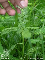 Image result for Phyllanthus amarus
