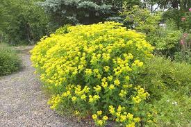 Image result for Euphorbia ugandensis