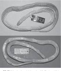 Image result for Atractus arangoi